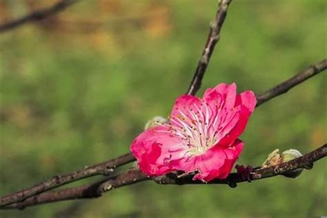 偏桃花意思|偏桃花是什么意思